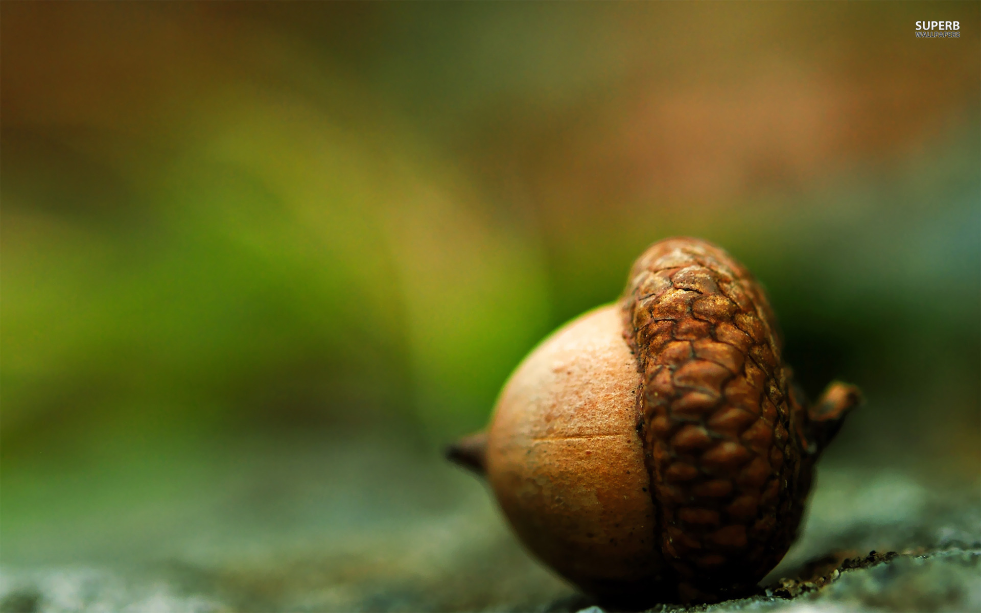 acorns-1