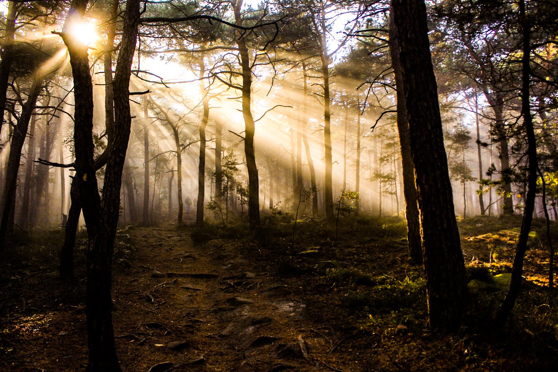 photo of trees at golden hour