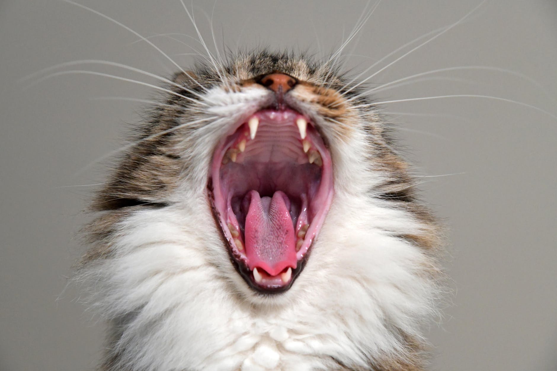 yawning cat