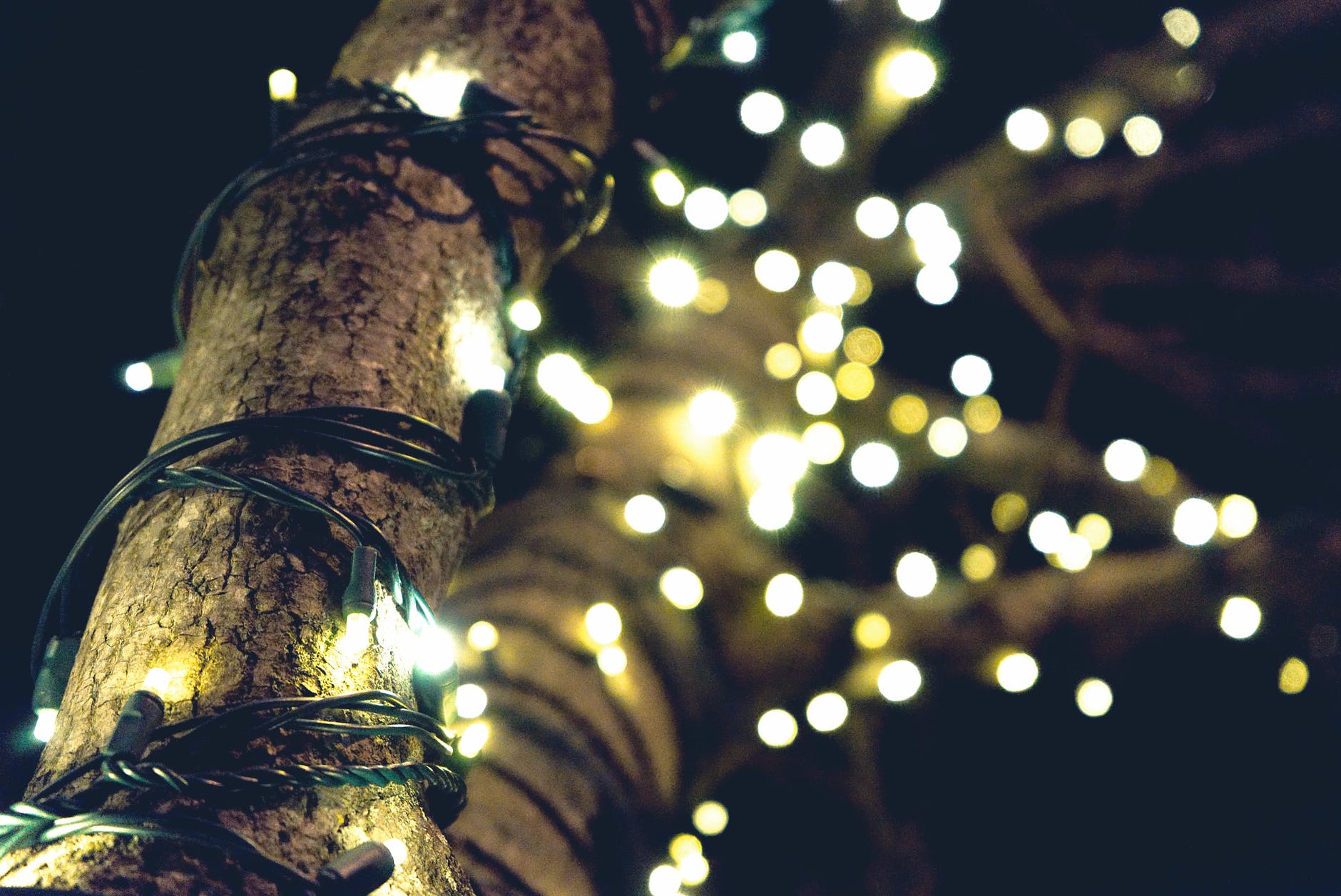 yellow string lights on brown tree